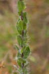 Soft goldenaster